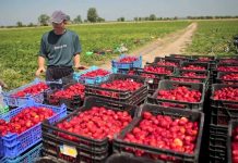 Легально на заработки в Польшу выезжает только каждый 20-й украинец, — СМИ