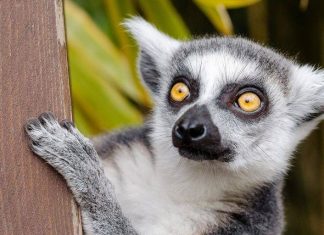 Экологи предупреждают о стремительном вымирании лемуров на Мадагаскаре