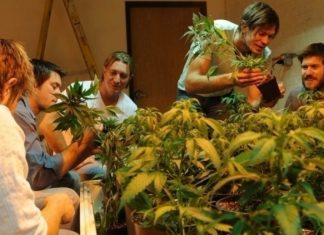 По шесть кустов марихуаны каждому. Куда ведет мир легальная каннабис-индустрия