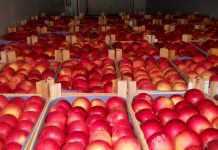 Украина побила рекорд по экспорту яблок