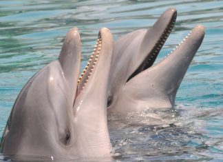 Чиновники Минобороны потеряли двух дельфинов в Турции