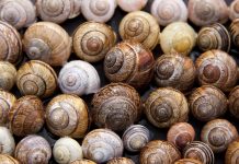 Украина бьет рекорды по поставкам улиток в ЕС