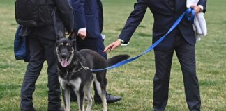 Собаку Байдена отправят на перевоспитание