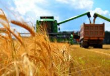 На какой урожай можно рассчитывать и снизит ли он цены