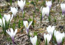 Зростання пенсій, цін, тарифів та допомога бізнесу: що чекає на українців у березні