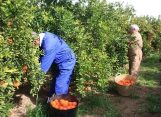 Де працюють і скільки заробляють українці за кордоном