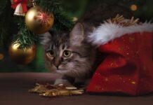 Різдвяна спека: яка погода буде в Україні у вихідні