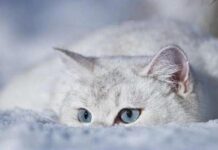 Дихання Арктики: в Україну йдуть люті морози