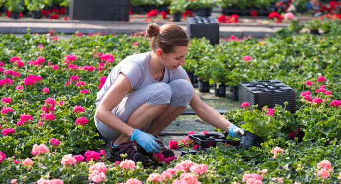 seasonal workers in a greenhouse