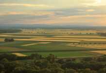 В Україні зросли ціни на сільгоспземлі: де найдорожчий гектар