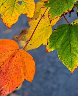 Опалювальний сезон, переведення годинників та нові правила перетину кордонів: що зміниться у жовтні