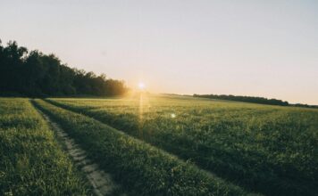 Земля продовжує дорожчати: де в Україні найвищі ціни